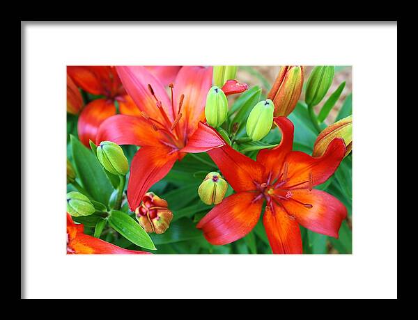 Lilies Framed Print featuring the photograph Spectacular Day Lilies by Bruce Bley