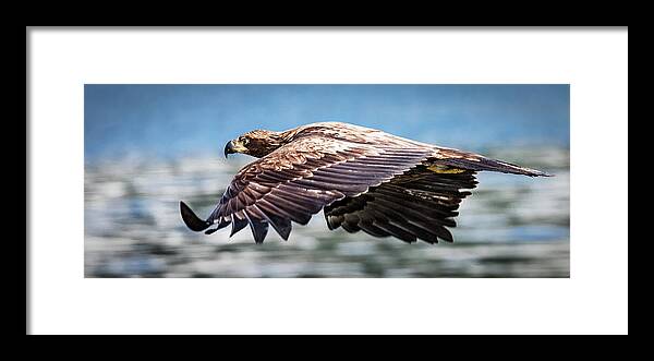 Bird Framed Print featuring the photograph Speeding by Bruce Bonnett