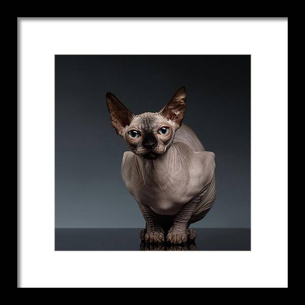 Sitting Framed Print featuring the photograph Sphynx Cat Sits in Front view on Black by Sergey Taran