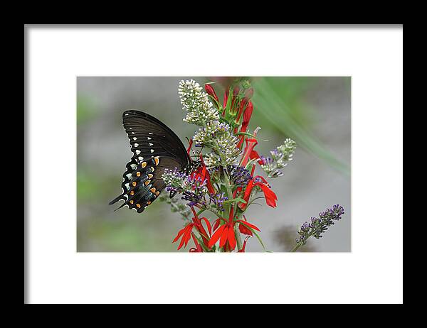 Spicebush Swallowtail Butterfly Framed Print featuring the photograph Spicebush Swallowtail and Flowers by Robert E Alter Reflections of Infinity