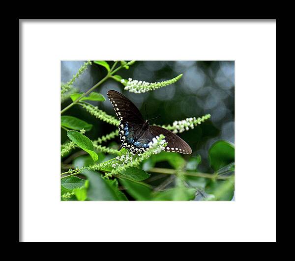 Butterfly Framed Print featuring the photograph Spicebush Swallowtail Butterfly by Carol Bradley