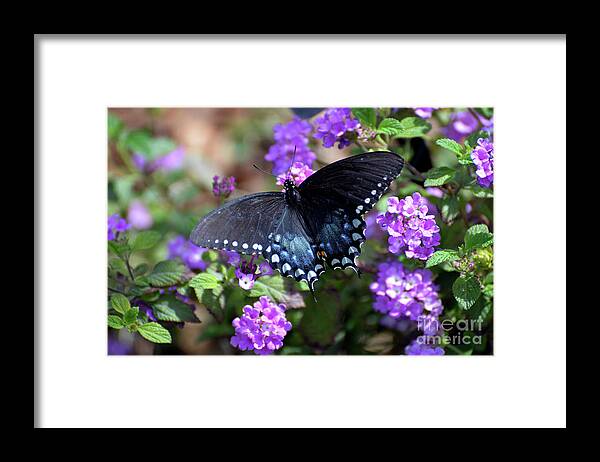 Denise Bruchman Framed Print featuring the photograph Spicebush Swallowtail Butterfly II by Denise Bruchman