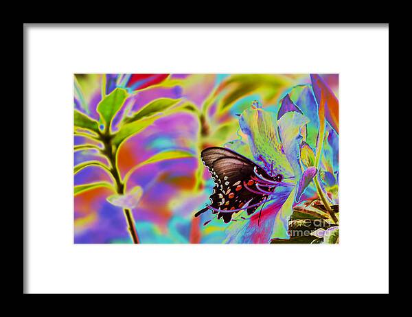 Butterfly Framed Print featuring the photograph Spicebush Swallowtail Butterfly Solorize by Donna Brown