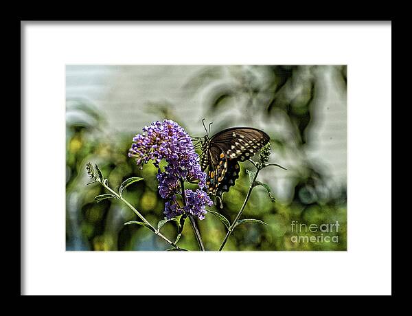 Spicebush Swallowtail Framed Print featuring the photograph Spicebush Swallowtail by Edward Sobuta
