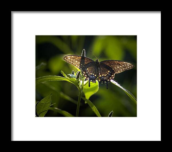 Spicebush Swallowtail Framed Print featuring the photograph Spicebush swallowtail I by Wade Clark