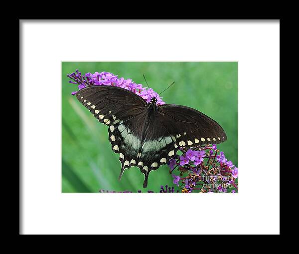 Butterfly Framed Print featuring the photograph Spicebush Swallowtail by Randy Bodkins