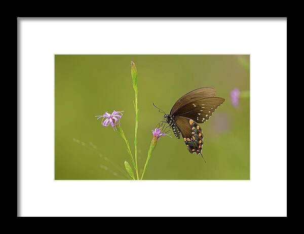 Butterfly Framed Print featuring the photograph Spicebush Swallowtail by Robert Charity