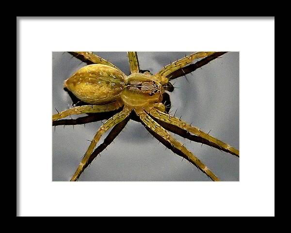 Spider Framed Print featuring the photograph Spider by Farol Tomson