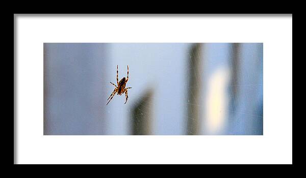 Bonnie Follett Framed Print featuring the photograph Spider Hello Panorama by Bonnie Follett