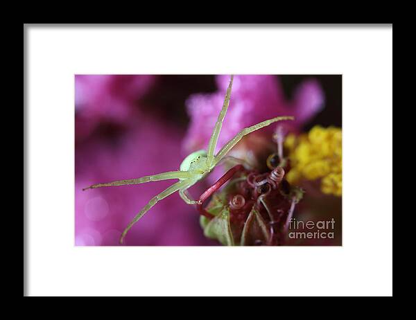 Crab Spider Framed Print featuring the photograph Spider In The Crepe Myrtle Tree by Mike Eingle
