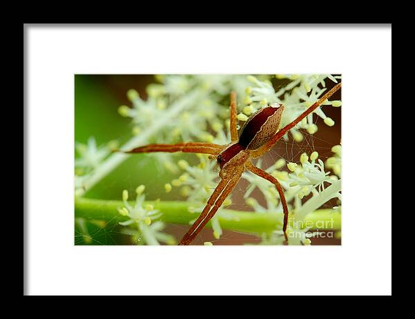 Spider Framed Print featuring the photograph Spider In The Flowers by Michael Eingle