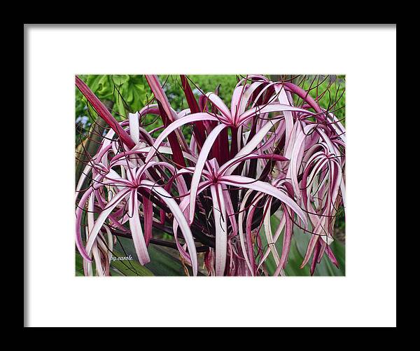 Flowers Framed Print featuring the photograph Spider Lily by Athala Bruckner