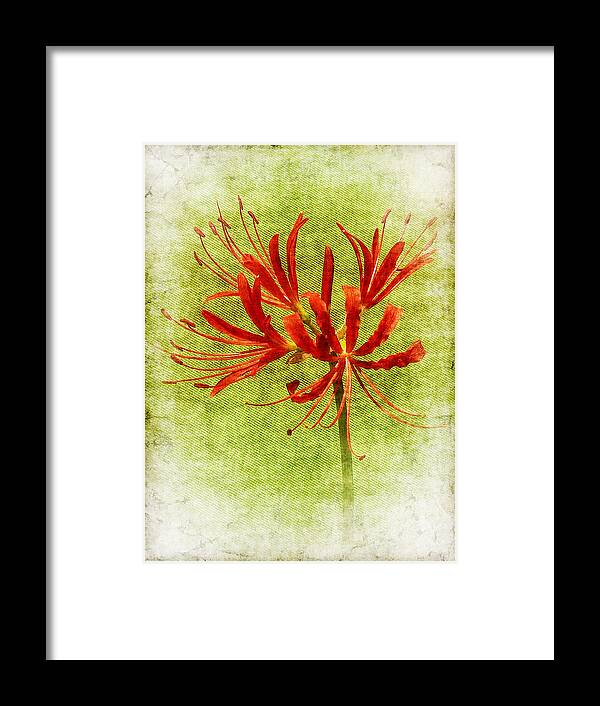 Spider Lily Framed Print featuring the photograph Spider Lily by Judi Bagwell