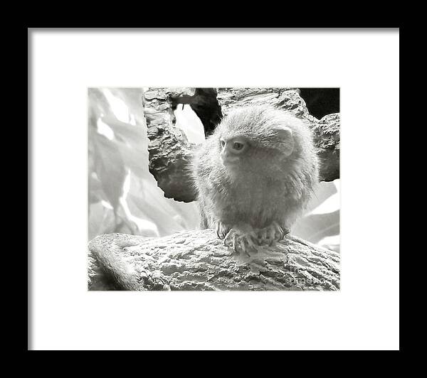 Monkey Framed Print featuring the photograph Spider Mokey by Raymond Earley