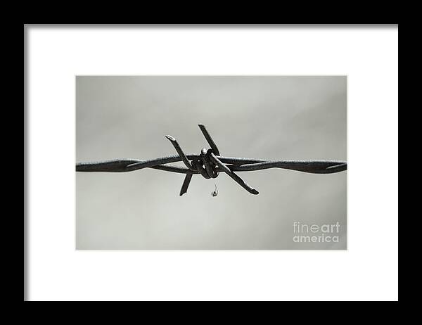 Spider On Barbed Wire In Black And White Framed Print featuring the photograph Spider on Barbed Wire in Black and White by Leah McPhail