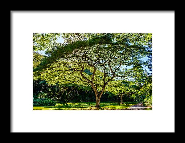 Hawaii Framed Print featuring the photograph Spider Tree by Michael Scott