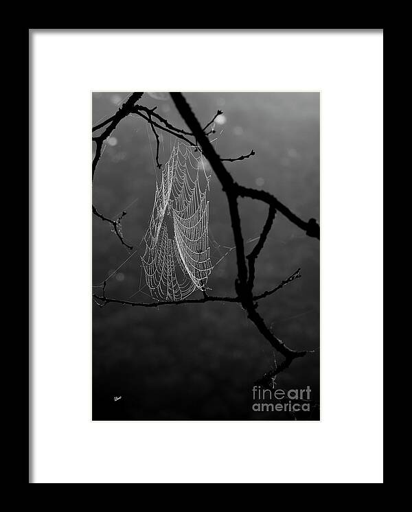 Spider Framed Print featuring the photograph Spider Web by Alana Ranney