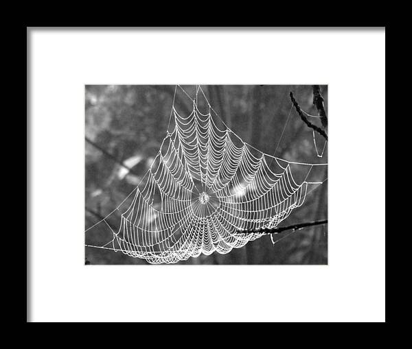 Morning Framed Print featuring the photograph Spider Web Dew B W by David T Wilkinson