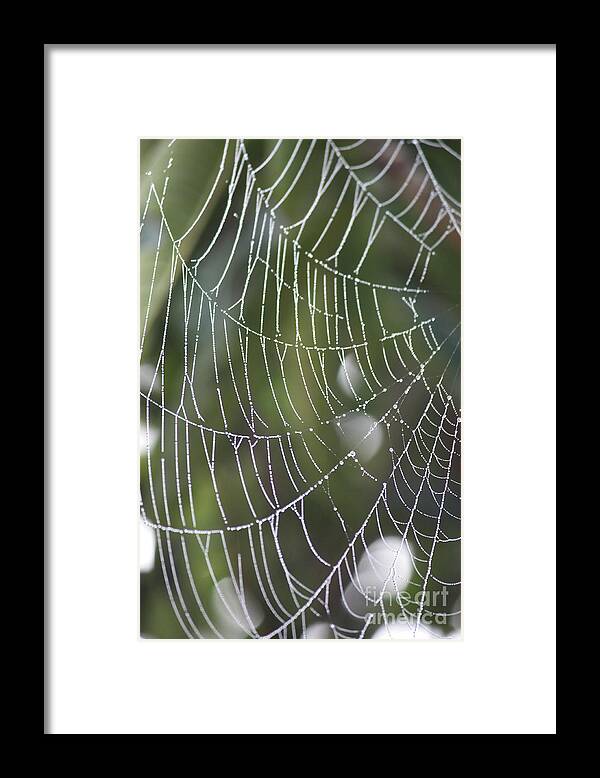 Spider Web Framed Print featuring the photograph Spider Web with Bokeh by Carol Groenen