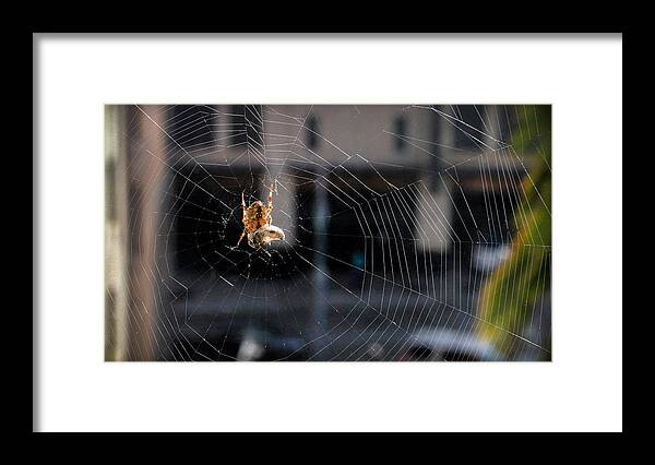 Bonnie Follett Framed Print featuring the photograph Spider With Egg Sac by Bonnie Follett