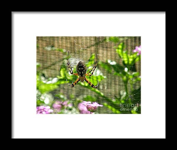 Spider With Big Abdomen Framed Print featuring the photograph Spider With Nice Abs by Leah McPhail