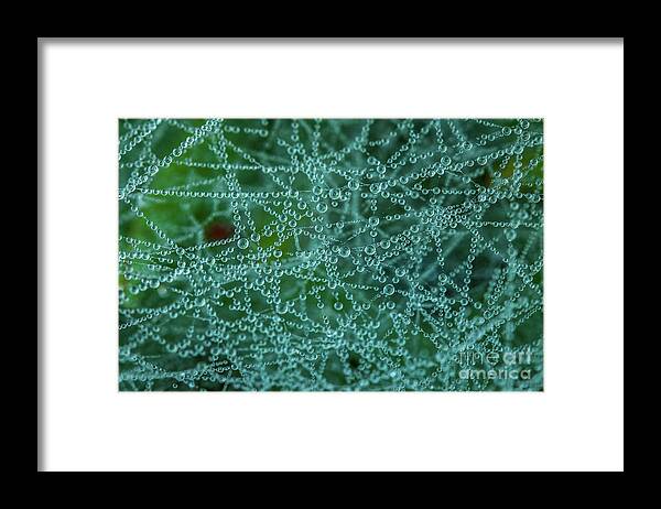Spider Framed Print featuring the photograph Spider's Ground Web by Tom Claud