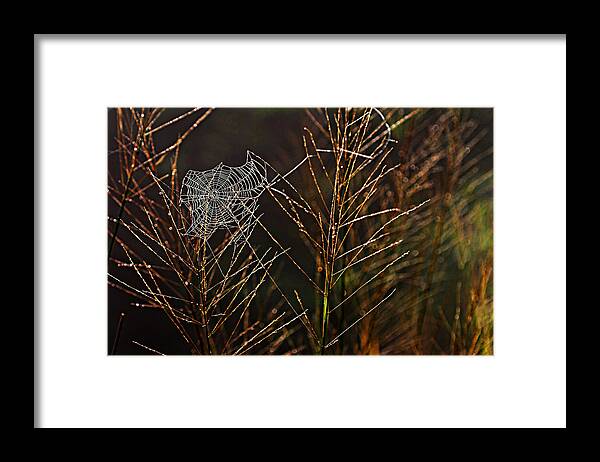 Spider Framed Print featuring the photograph Spider's Web- St Lucia by Chester Williams