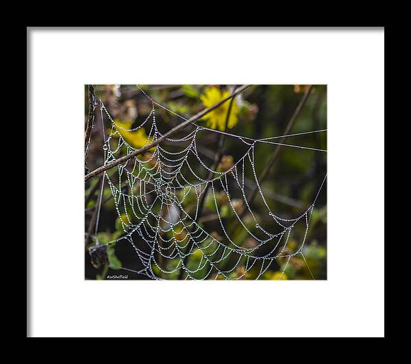 Galveston Framed Print featuring the photograph Spiderweb with Dew 1 by Allen Sheffield