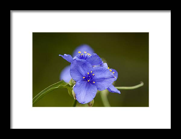 Flowers Framed Print featuring the photograph Spiderwort by Robert Potts
