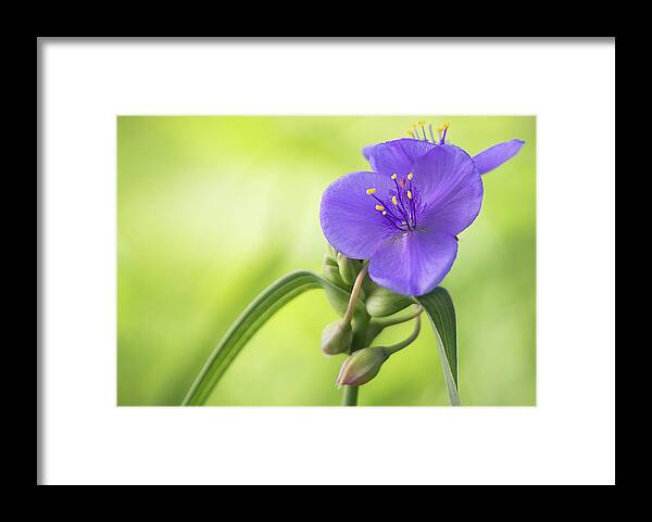 Indiana Framed Print featuring the photograph Spiderwort Wildflower - Horizontal by Ron Pate