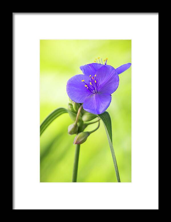 Indiana Framed Print featuring the photograph Spiderwort Wildflower by Ron Pate