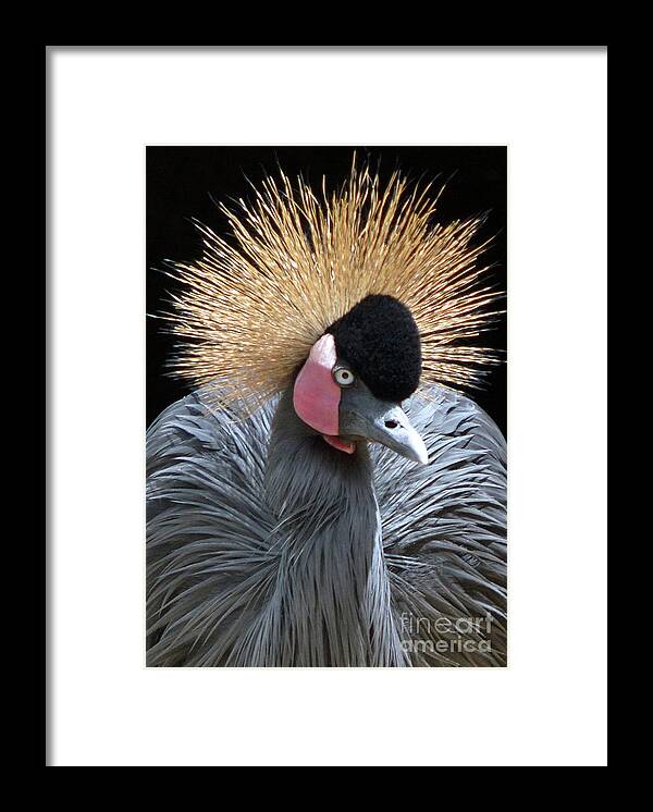Bird Framed Print featuring the photograph Spiked by Dan Holm