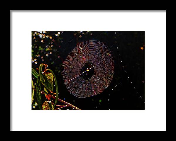 Nature Framed Print featuring the photograph Spiked Orb Weaver Spider And Web 001 by George Bostian