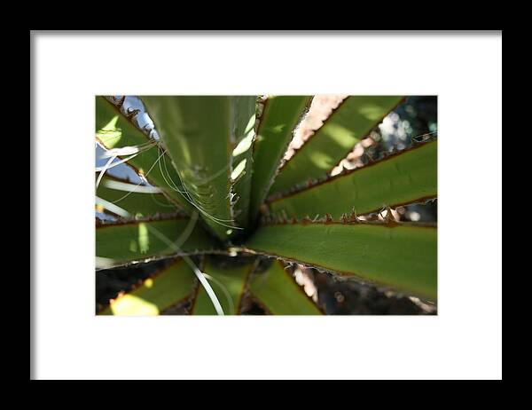 Palm Framed Print featuring the photograph Spikey Palm by Joshua Sunday