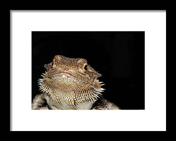 Spiky Framed Print featuring the photograph Spiky by Dark Whimsy