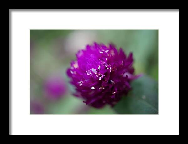 Flower Framed Print featuring the photograph Spiky Flower by Faashie Sha