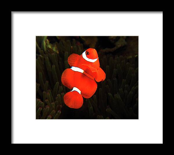 Spinecheek Anemonefish Framed Print featuring the photograph Spinecheek Anemonefish, Indonesia 1 by Pauline Walsh Jacobson
