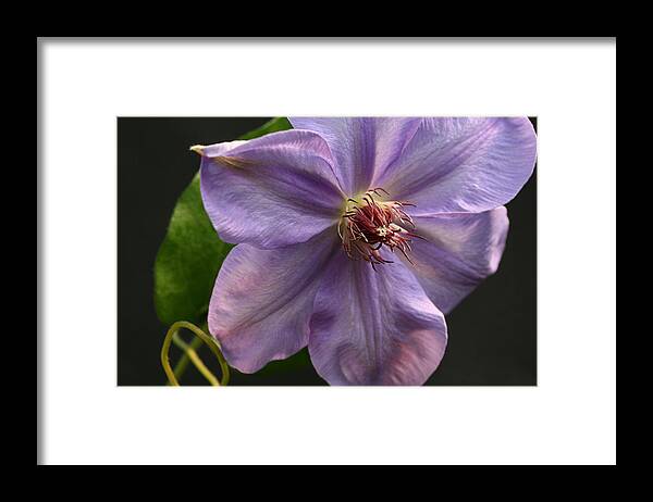 Abundant Framed Print featuring the photograph Spinning Clematis by Tammy Pool