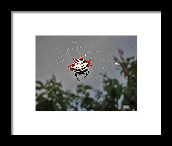 Spider Framed Print featuring the photograph Spiny Orb Weaver by Carl Moore
