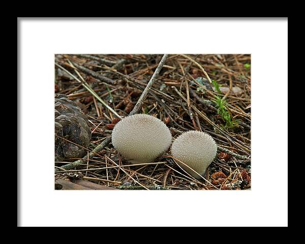 Puff Ball Framed Print featuring the photograph Spiny Puff Balls by Michael Peychich