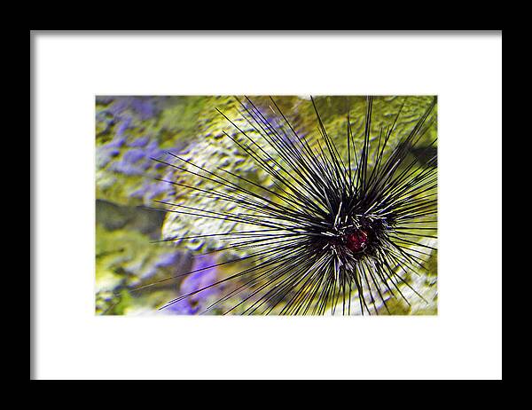Sea Framed Print featuring the photograph Spiny Sea Urchin by Bob Slitzan