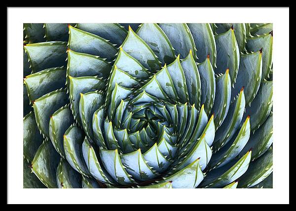 Spiral Framed Print featuring the photograph Spiral Aloe by Saxon Holt