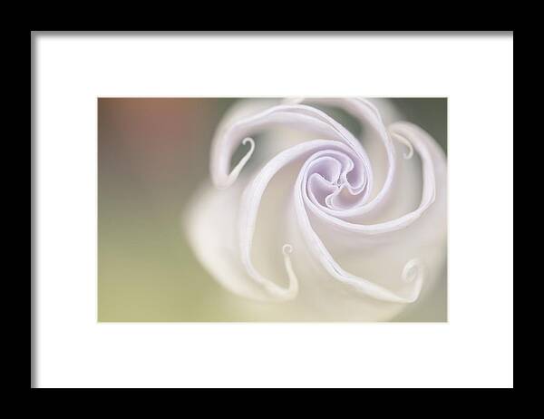 Flower Framed Print featuring the photograph Spiral by Nailia Schwarz