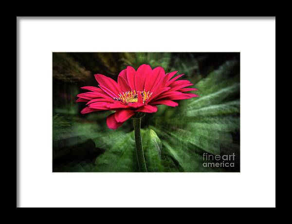 Nature Framed Print featuring the photograph Spiral Pink Flower Focus by Joann Long
