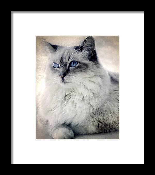 Cat Framed Print featuring the photograph Spirit Cat 2 by Darlene Kwiatkowski