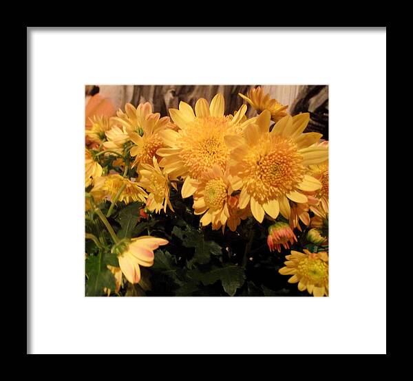 Chrysanthenams Framed Print featuring the photograph Spirit Of Flower by Oberon Star