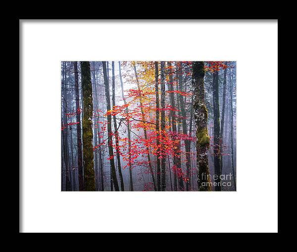 Forest Framed Print featuring the photograph Splash of colour by Elena Elisseeva