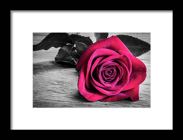 Red Rose Framed Print featuring the photograph Splash of Red Rose by Tammy Ray
