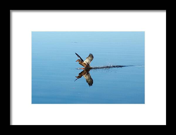 Duck Framed Print featuring the photograph Splash on mirror by Asbed Iskedjian
