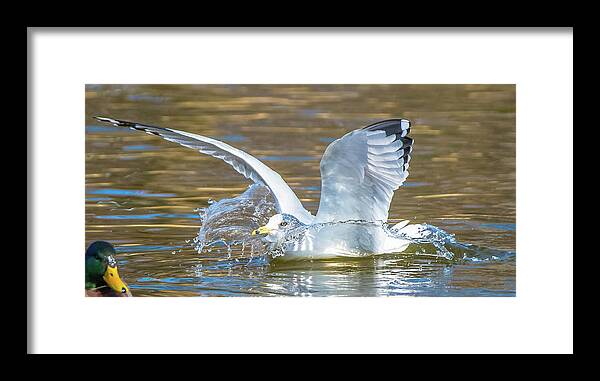 20170128 Framed Print featuring the photograph Splashdown by Jeff at JSJ Photography